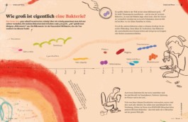 Illustrierte Infografik über Bakterien
