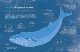 Illustrierte Infografik über den Blauwal
