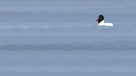 Sarah Gorf-Roloff · Studio Ranokel