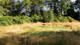 Sarah Gorf-Roloff · Studio Ranokel