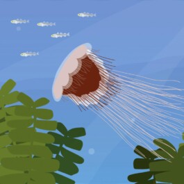 Sarah Gorf-Roloff · Studio Ranokel