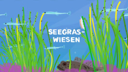 Sarah Gorf-Roloff · Studio Ranokel