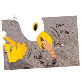 Sarah Gorf-Roloff · Studio Ranokel